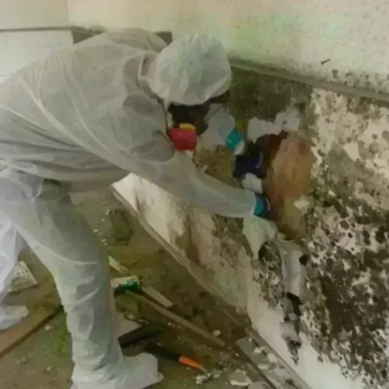 Mold Remediation and Removal in Lochbuie, CO